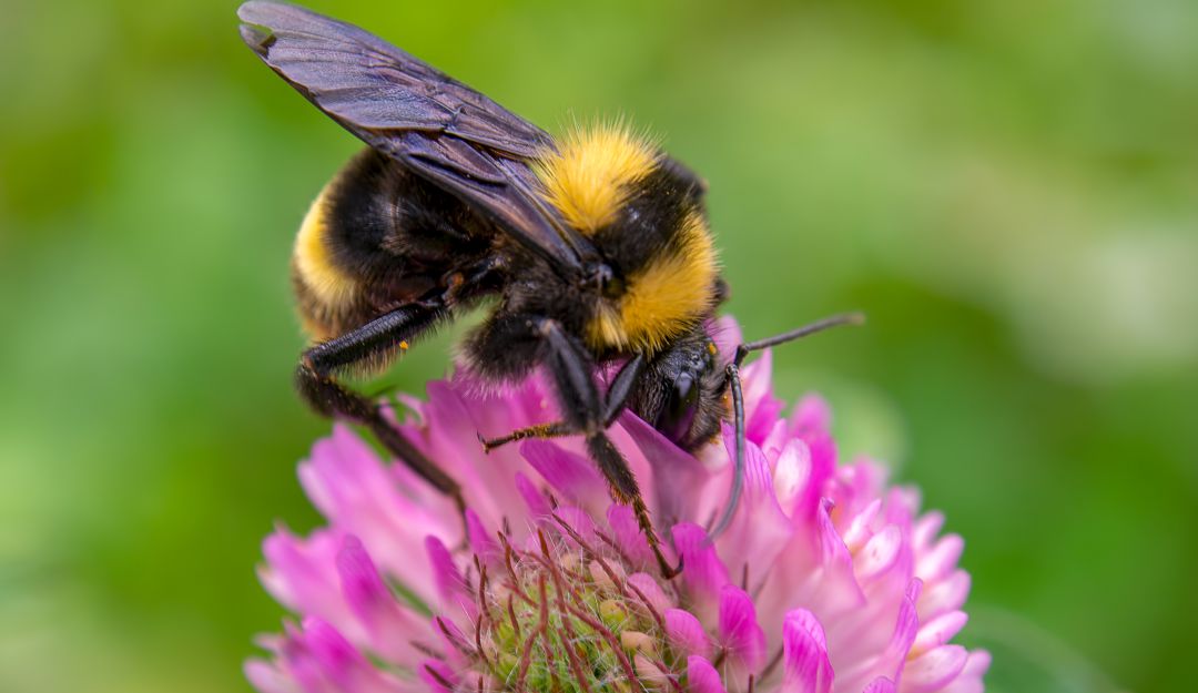 La abeja evita la endogamia en las plantas. La abeja evita la endogamia en las plantas.