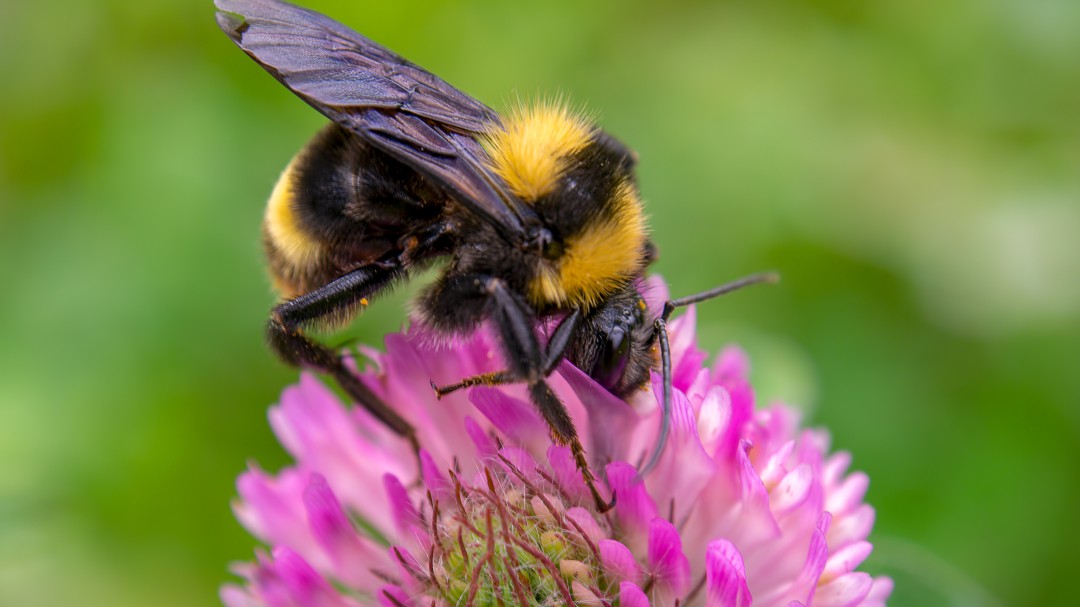 Las abejas y sus enormes beneficios para nuestra salud y bienestar