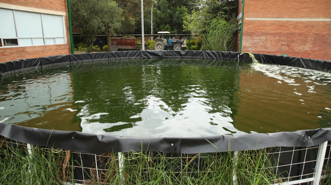 Conozca la acuaponía, producción de peces y de plantas en un solo proceso