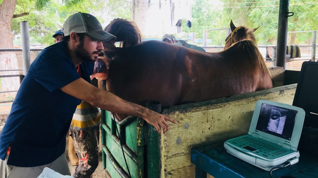 Consejos para la buena cría de caballos, amigos nobles de los seres humanos