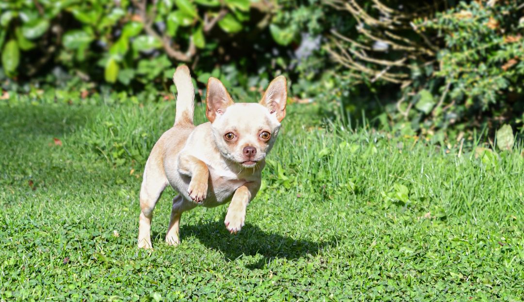 Perro Chihuahua Perro Chihuahua