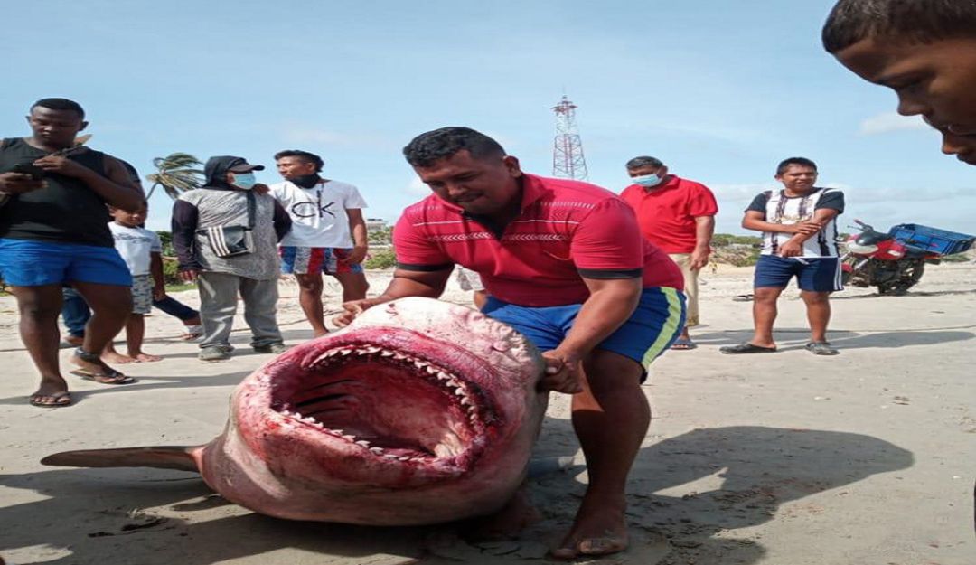 El tibueron atrapado y descuartizado en Riohacha. El tibueron atrapado y descuartizado en Riohacha.
