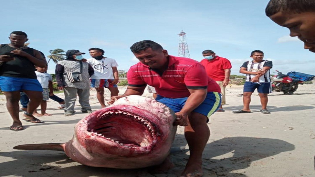 Pescadores de Riohacha atrapan y descuartizan tiburón