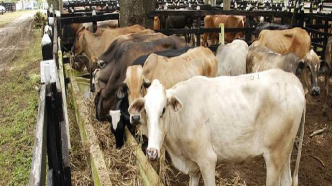 En riesgo 250 mil litros de leche por erosión en Salamina