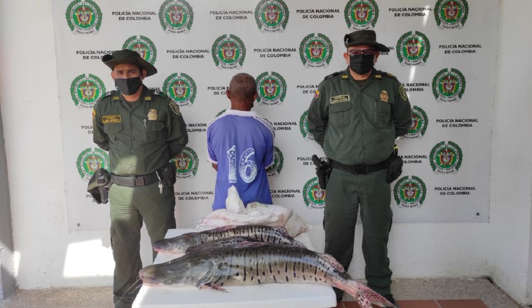 La Policía sorprendió al detenido con 20 kilos de esta especie en vía de extinción La Policía sorprendió al detenido con 20 kilos de esta especie en vía de extinción