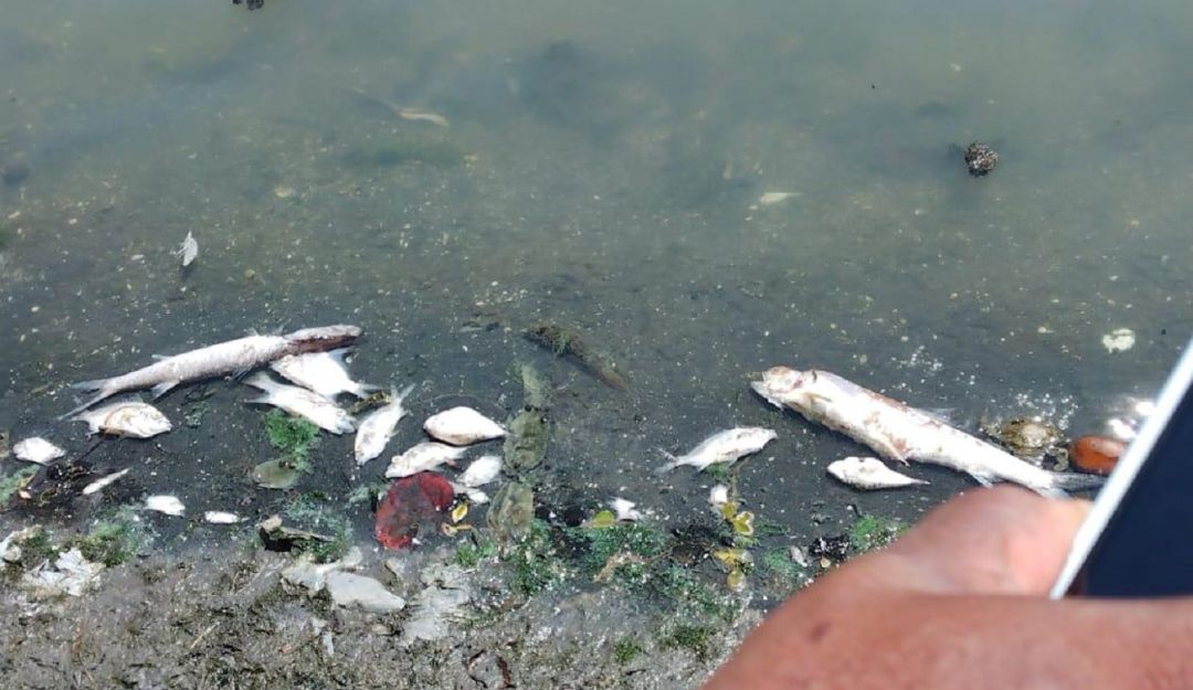 La comunidad del sector turístico de Cartagena también reportó un cambio en el color de las aguas del lago La comunidad del sector turístico de Cartagena también reportó un cambio en el color de las aguas del lago
