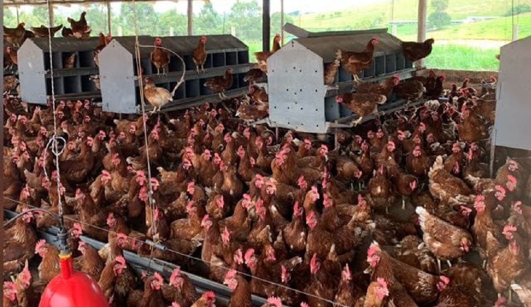 Reisgo por falta de alimento para la cria de aves Reisgo por falta de alimento para la cria de aves