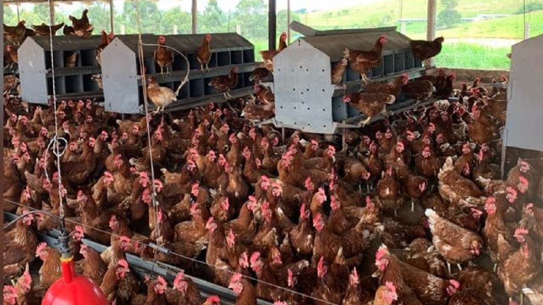 26 millones de aves están sin alimento en el Eje Cafetero y Norte del Valle