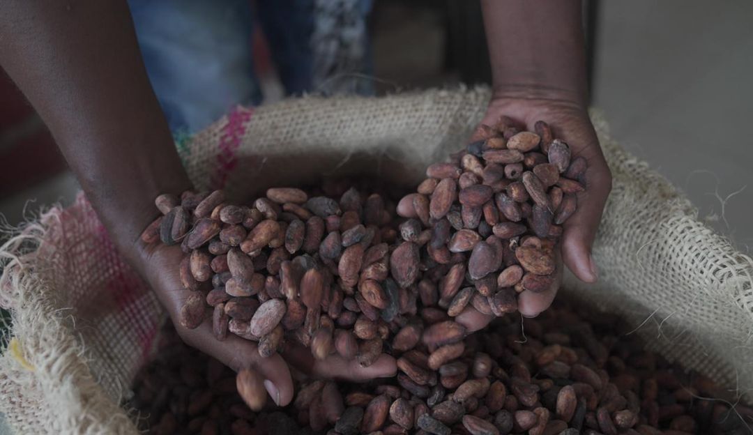 Cacao de Tumaco Cacao de Tumaco