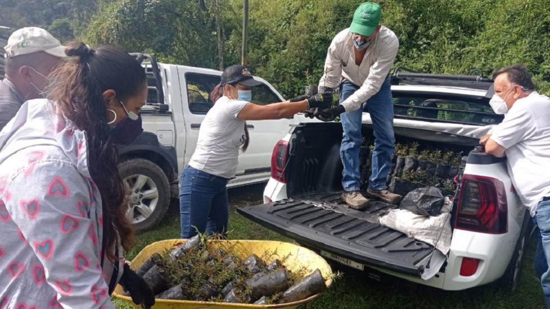 Sembrarán 615 árboles en veredas Alto Bonito y Pueblo Hondo de Manizales