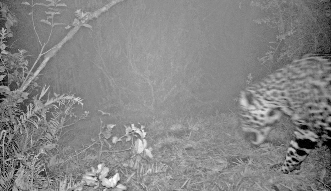 Un jaguar avistado mediante cámara de fototrampeo. Un jaguar avistado mediante cámara de fototrampeo.