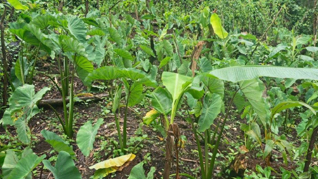El chonque, alimento muy nutritivo, es otra opción para los campesinos