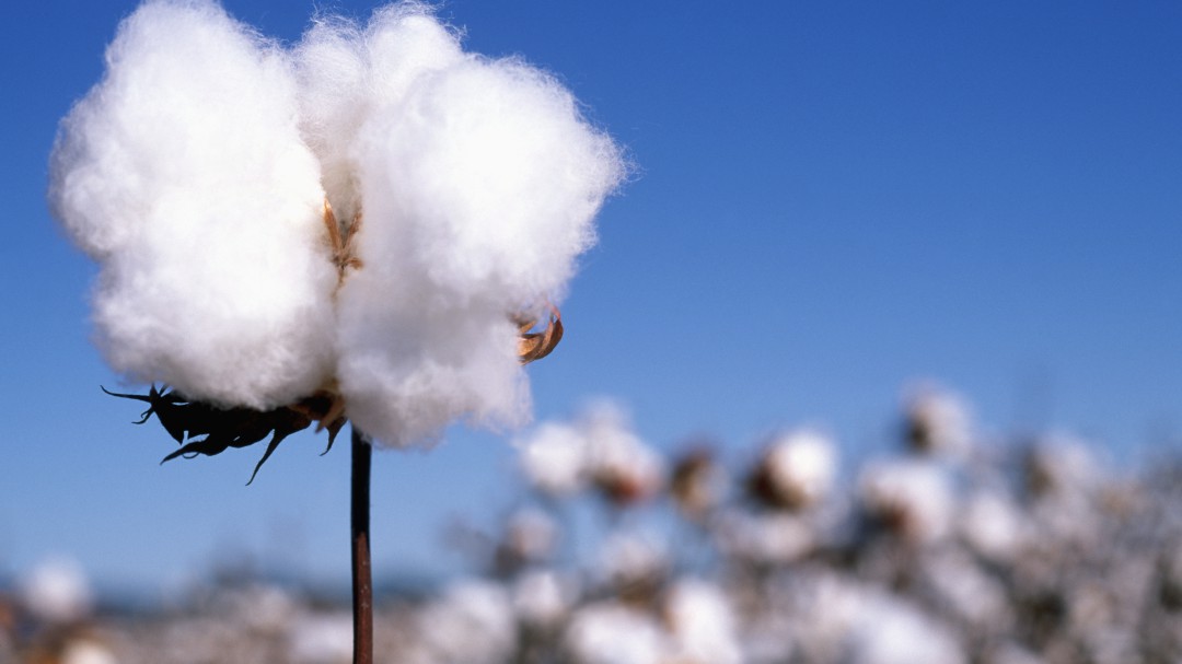 Producción sostenible de algodón para una moda consciente