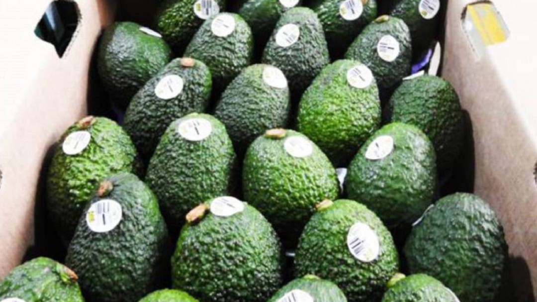 No se puede estigmatizar la producción de aguacate Hass: Min. Agricultura