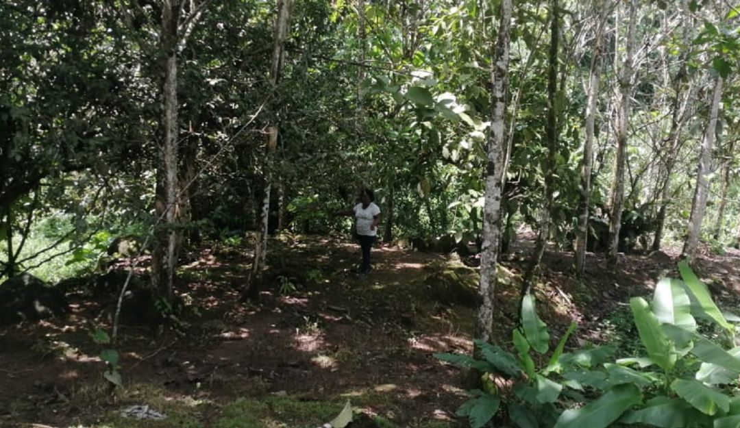 María Rocio Bonilla Torres, cultivadora de plantas aromáticas. María Rocio Bonilla Torres, cultivadora de plantas aromáticas.