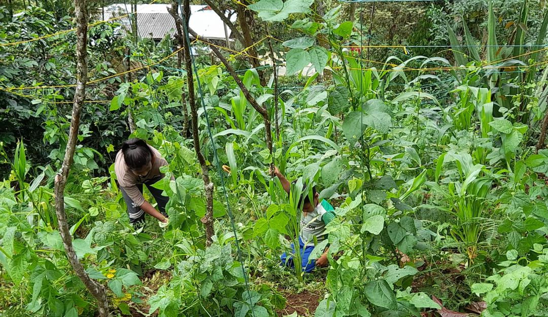Cultivos en la comunidad Nasa, en el Cauca Cultivos en la comunidad Nasa, en el Cauca