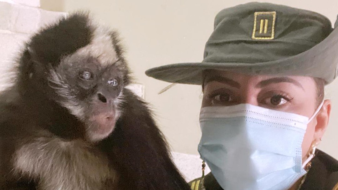 Policía de Cartagena rescató un Mono Araña, sometido a cautiverio