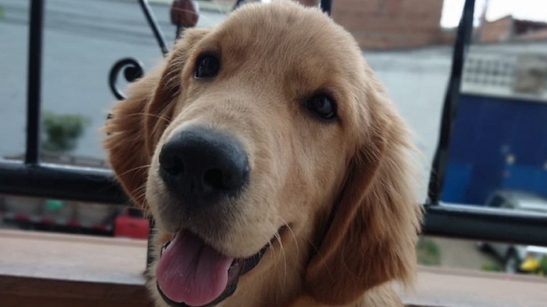 Donativos para canino 'Toby' siguen salvando vidas