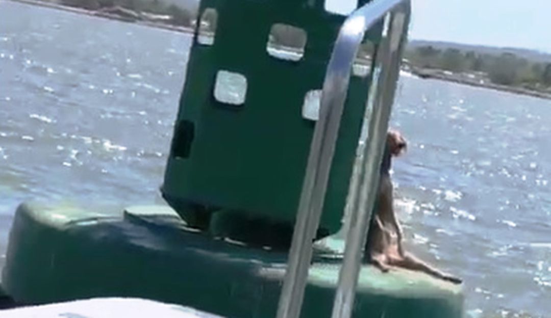Iniciará acciones para dar con los responsables del caso de crueldad animal en la Bahía Iniciará acciones para dar con los responsables del caso de crueldad animal en la Bahía