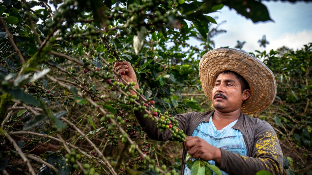Cosecha cafetera está lejos de ser como la del 2020: secretario