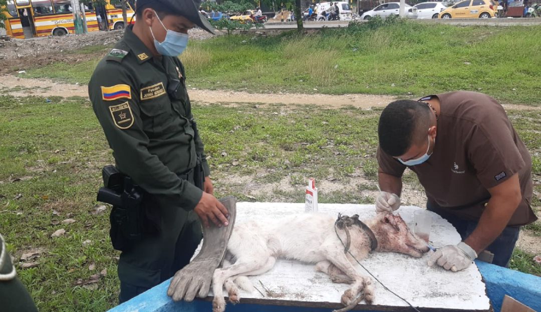 El canino tenía laceraciones en su cabeza y extremidades y un estado avanzado de miasis severa El canino tenía laceraciones en su cabeza y extremidades y un estado avanzado de miasis severa