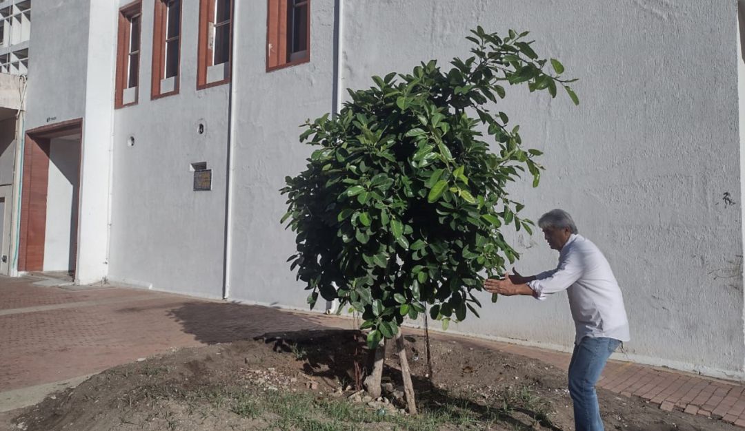 El ambientalista, Haroldo Rodríguez, expresó que el árbol no está proyectado para tener la suficiente área de expansión de sus raíces El ambientalista, Haroldo Rodríguez, expresó que el árbol no está proyectado para tener la suficiente área de expansión de sus raíces