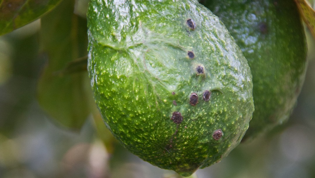 "Maratón virtual" para orientar a los productores desarrolla Agrosavia