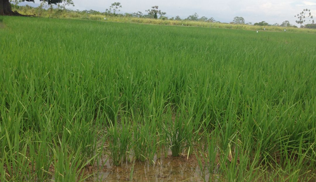Cultivos de arroz en el Tolima Cultivos de arroz en el Tolima
