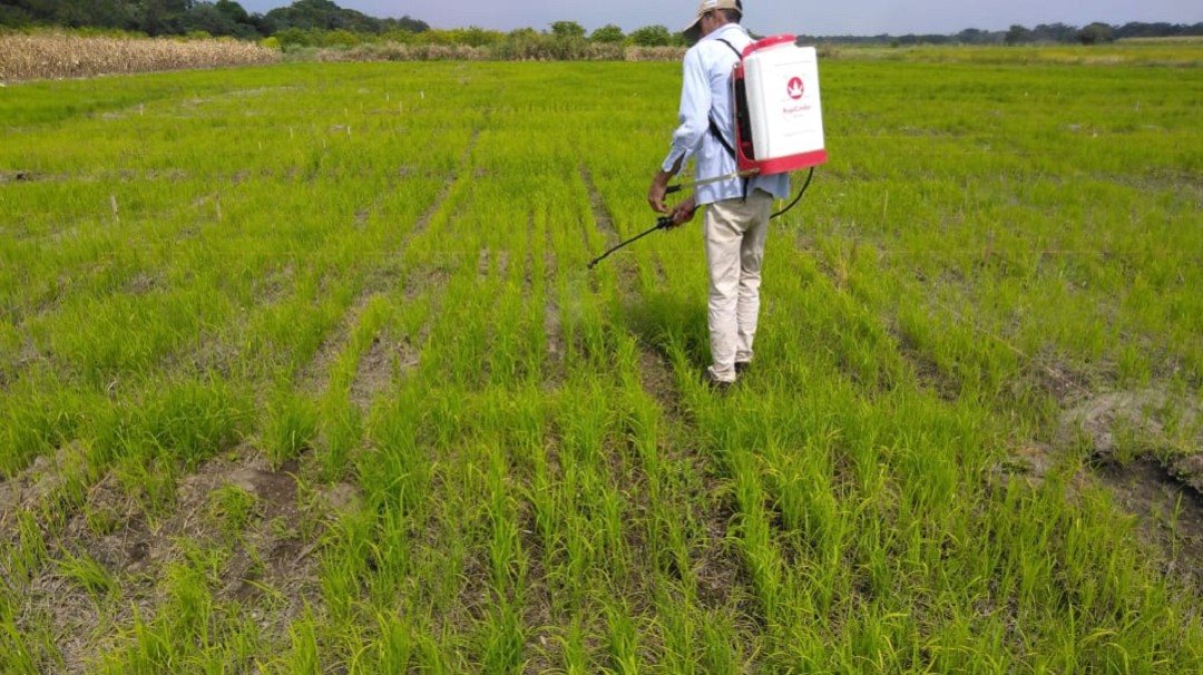 Un biofertilizante optimiza el uso del fósforo en arroz y maíz