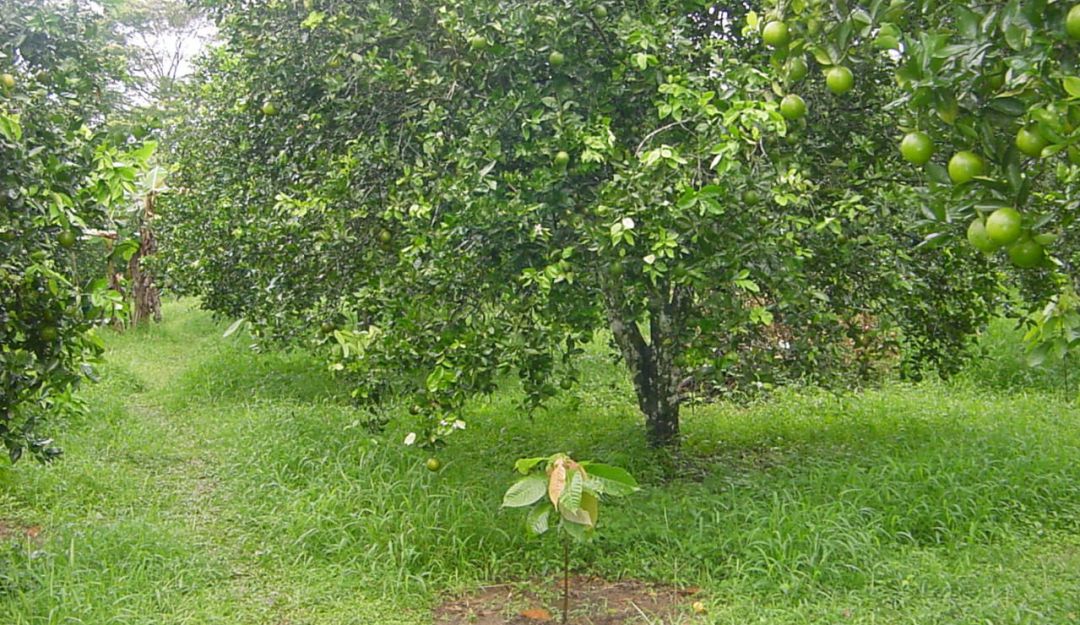 Cultivos agroecologicos. Unal. Cultivos agroecologicos. Unal.