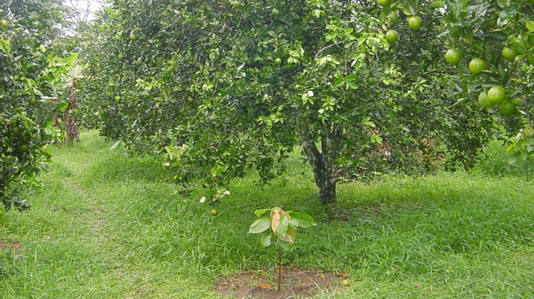 Cultivos agroecológicos, un estilo de salud y vida