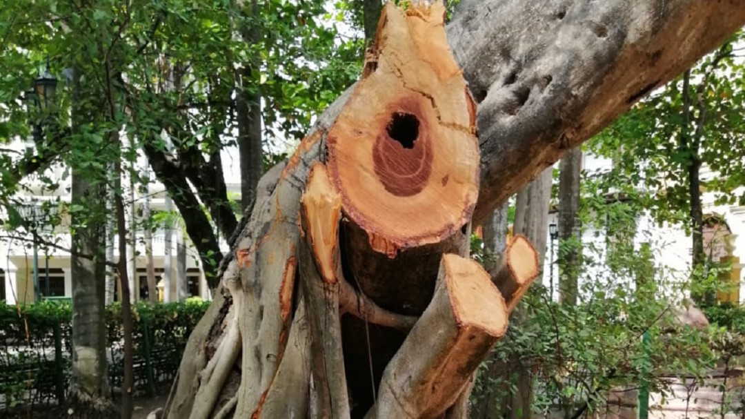Preocupación por estado de árboles en el Parque de Bolívar