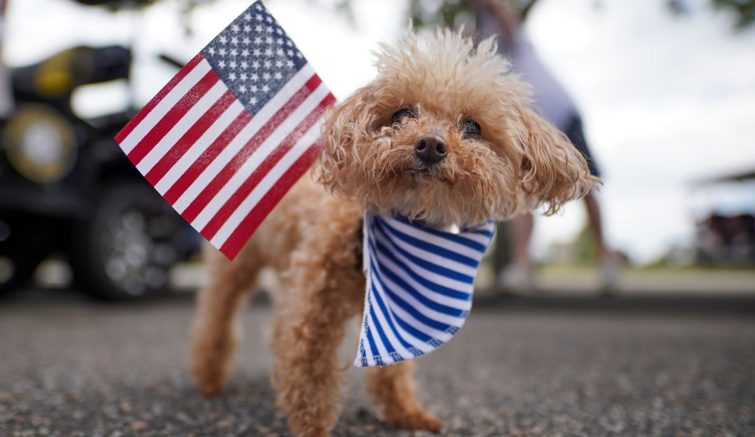 Mascotas y perros viajeros a Estados Unidos Mascotas y perros viajeros a Estados Unidos