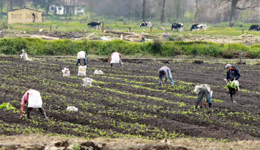 Ayuda a los campesinos colombianos Ayuda a los campesinos colombianos