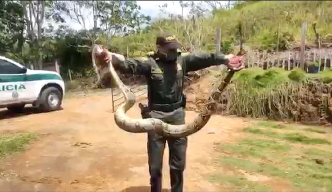 Boa constrictor Boa constrictor