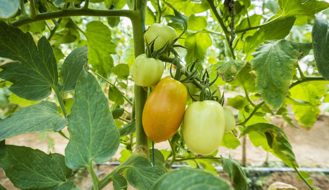Tomates. Proyecto de Horticultura Protegida en el Centro de Investigación Caribia Tomates. Proyecto de Horticultura Protegida en el Centro de Investigación Caribia