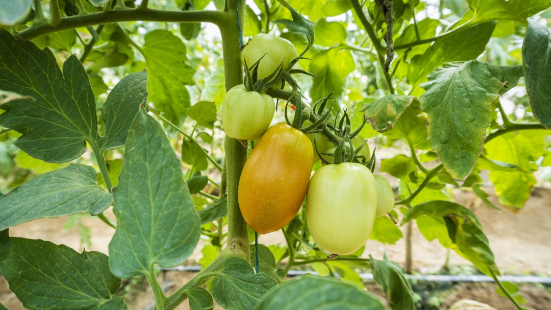 Proyecto de horticultura protegida recibe premio a excelencia científica