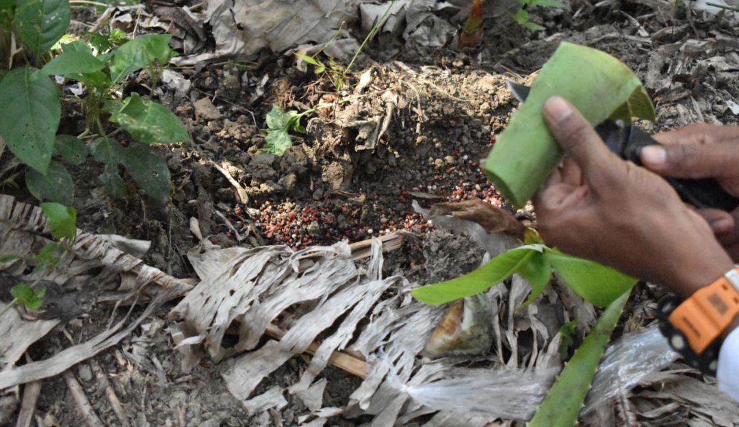 Aplicación del gel biológico para fertilizar cultivos de plátano durante periodos secos Aplicación del gel biológico para fertilizar cultivos de plátano durante periodos secos