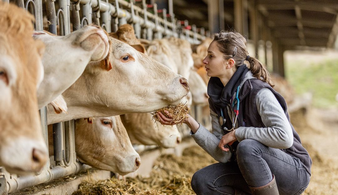 Cuidado a los animales para una buena salud en las granjas Cuidado a los animales para una buena salud en las granjas