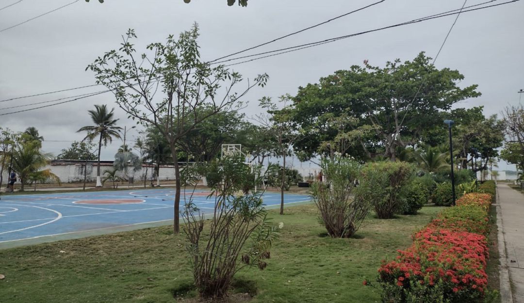 El Concejo de Cartagena aseguró que la idea es promover la siembra responsable y el correcto cuidado del arbolado de la ciudad El Concejo de Cartagena aseguró que la idea es promover la siembra responsable y el correcto cuidado del arbolado de la ciudad