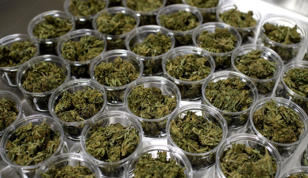 Producción de cannabis en Nueva York Producción de cannabis en Nueva York