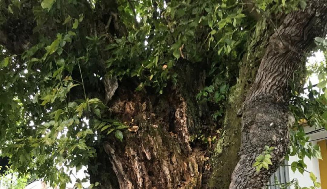 Cuidado de los árboles Cuidado de los árboles