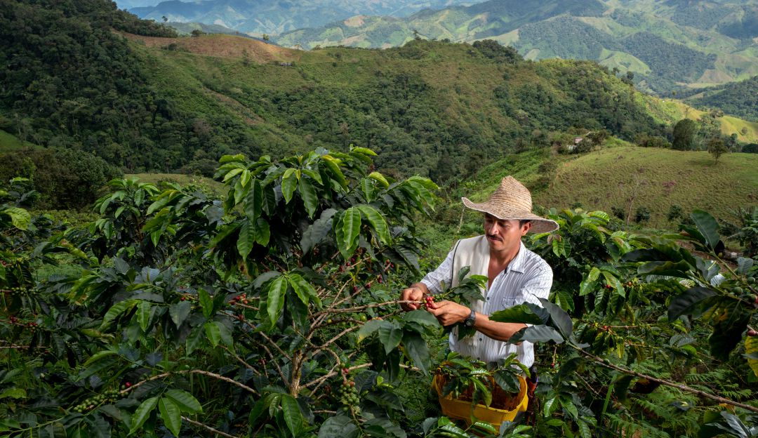 Cultivos de café Cultivos de café