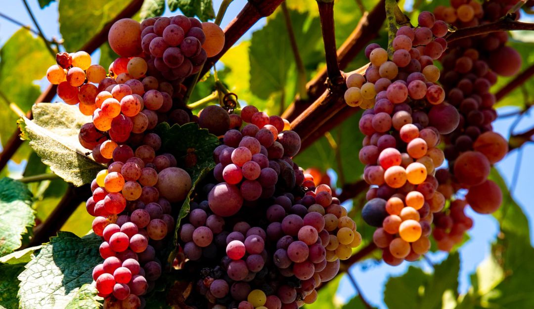 Racimo de uvas en el viñedo Sarcay. Racimo de uvas en el viñedo Sarcay.