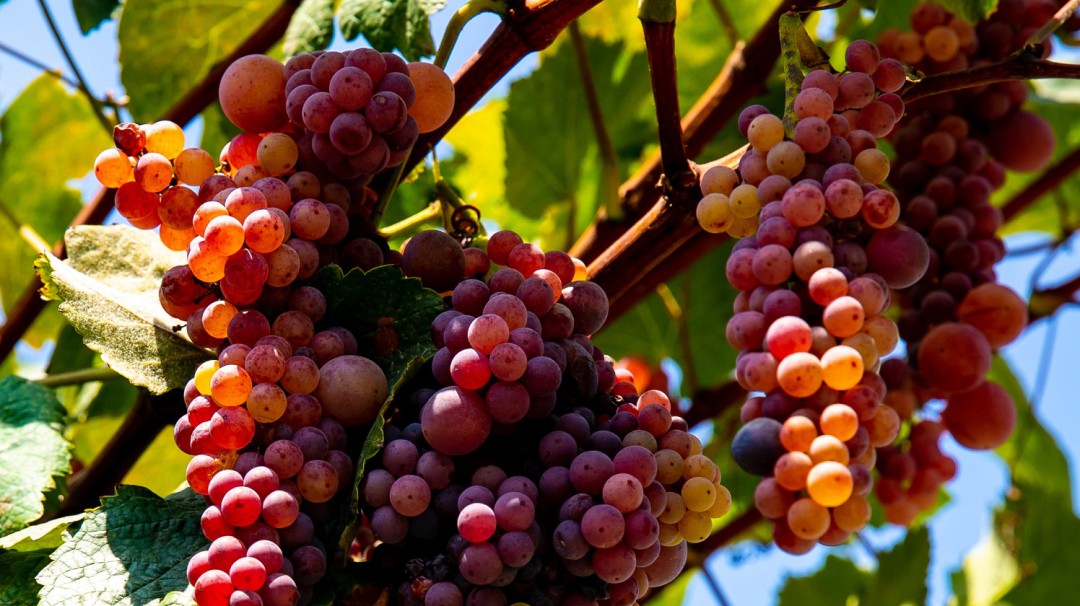 El secreto de unas buenas uvas para elaborar el pisco peruano