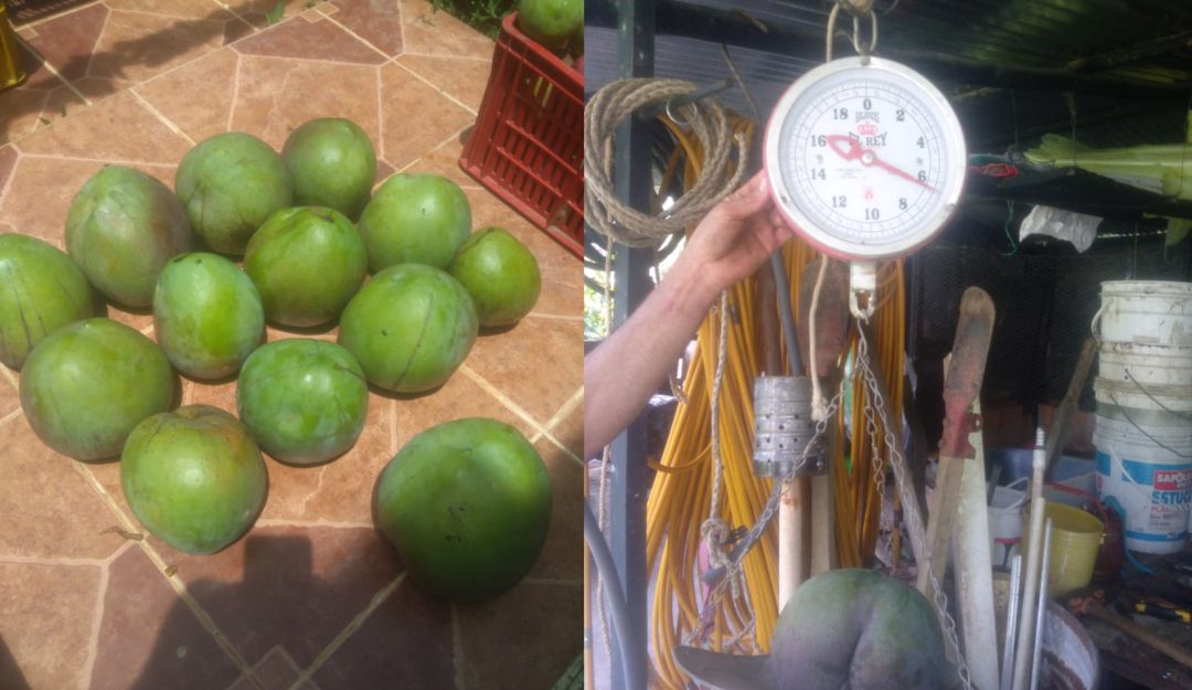 Mango orgánico Mango orgánico