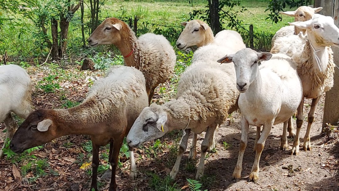 Una apuesta a las hamburguesas de cordero se destaca en el Tolima
