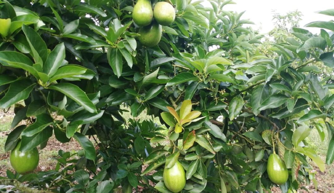 Cultivo de aguacate papelillo en Pitalito, Huila Cultivo de aguacate papelillo en Pitalito, Huila