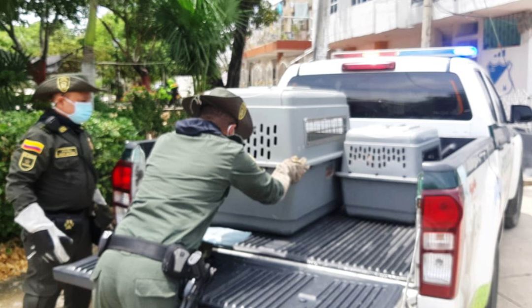 Los canes se encontraban encerrados en una vivienda en el suroccidente de la ciudad Los canes se encontraban encerrados en una vivienda en el suroccidente de la ciudad