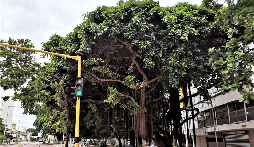 Según la fundación Verde que te quiero Verde, los árboles de la avenida Venezuela no tienen poda de control y están a punto de desplomarse Según la fundación Verde que te quiero Verde, los árboles de la avenida Venezuela no tienen poda de control y están a punto de desplomarse